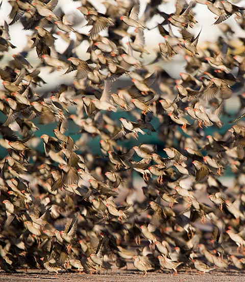 Red-billed Quelea flock
